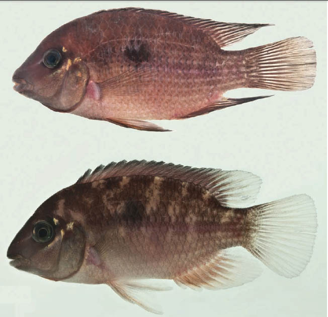 Novas espécies de Mazarunia Nature