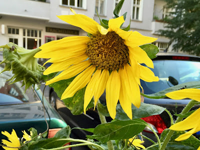 Sonnenblume