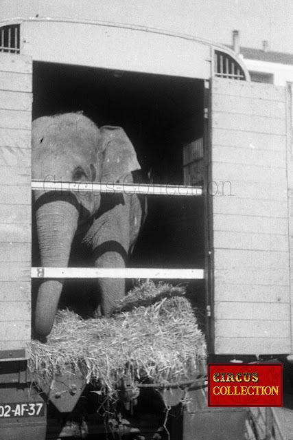 éléphant du cirque Pinder 1958 dans son camion bétaillère 