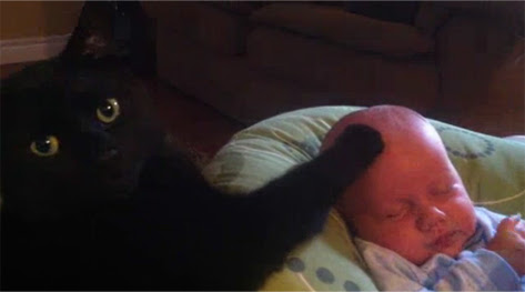 Video : 赤ちゃんを寝かしつける魔力を持った黒猫 ! !
