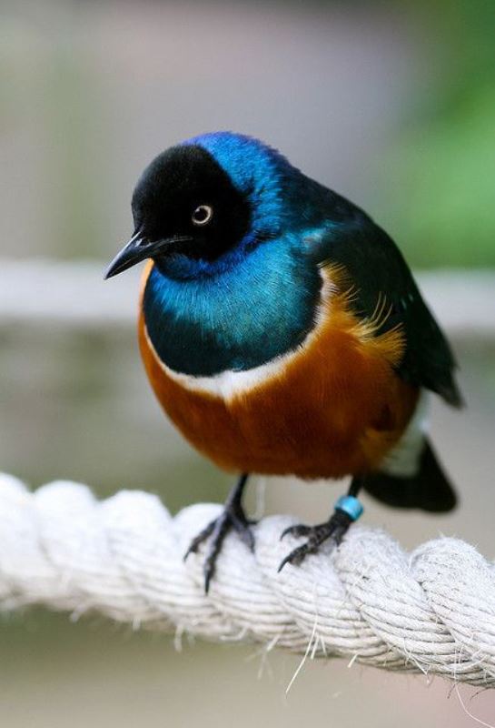 Aves hermosas mundo
