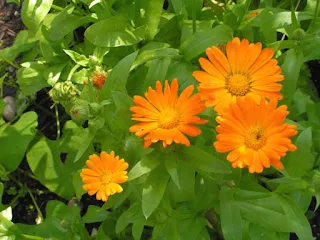  marigold herb