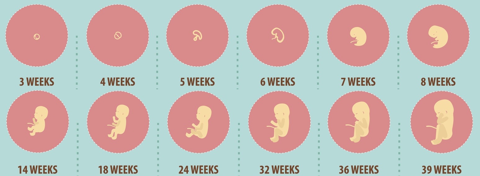 Неделя трех л. Pregnancy week by week. Pregnancy crying 20 week by. Stage of pregnancy icon.