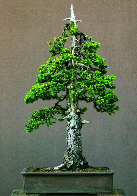 Macam Macam Gaya Bonsai Macam Macam Gaya Bonsai