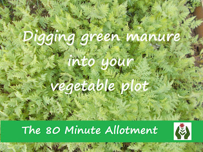 Digging in green manure 80 Minute Allotment Green Fingered Blog