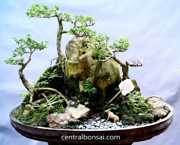 Tanaman Bonsai: Bagaimana Cara Membuatnya?