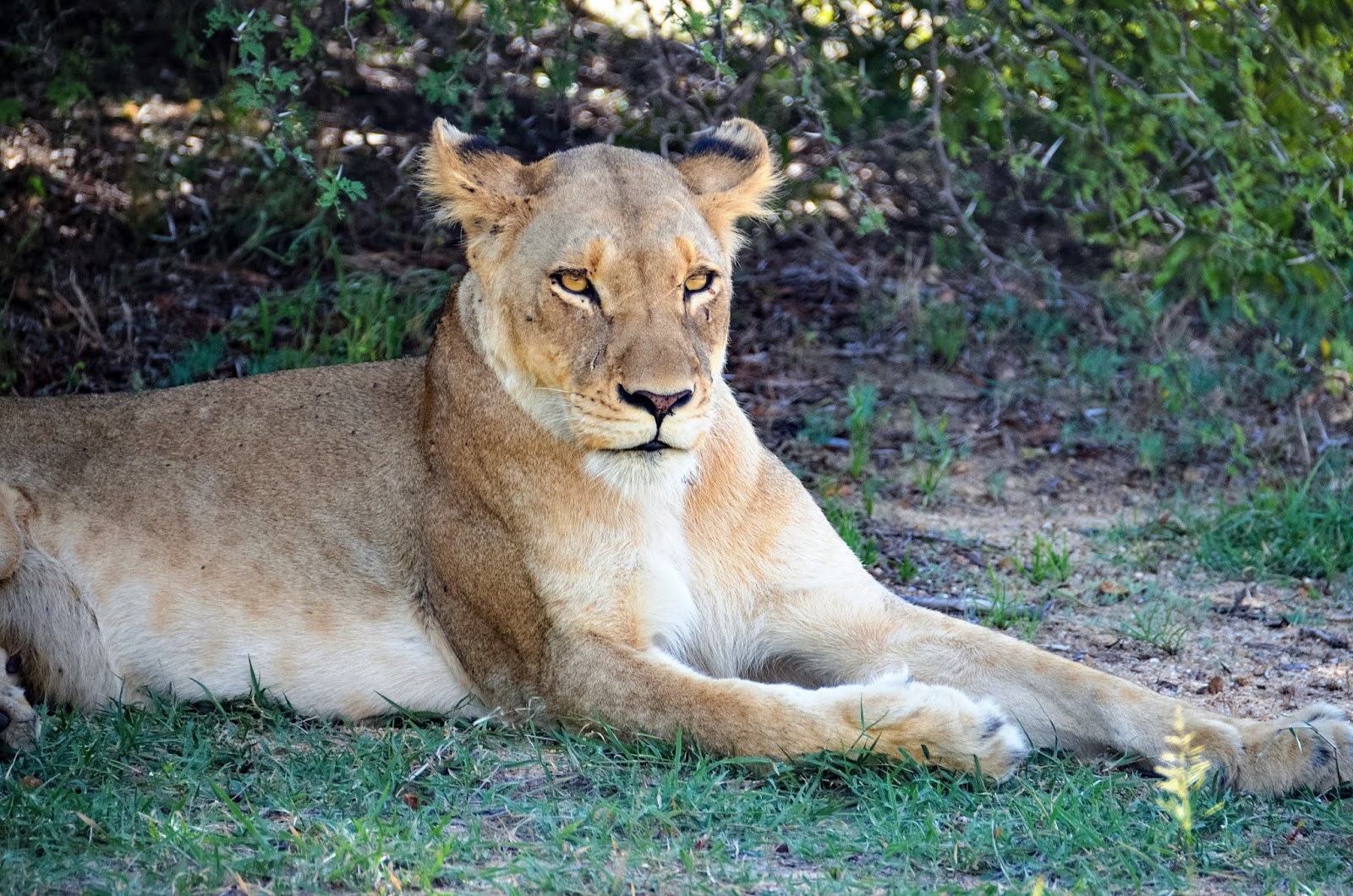 lion in greater kruger