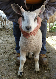 2012 Ram Lamb