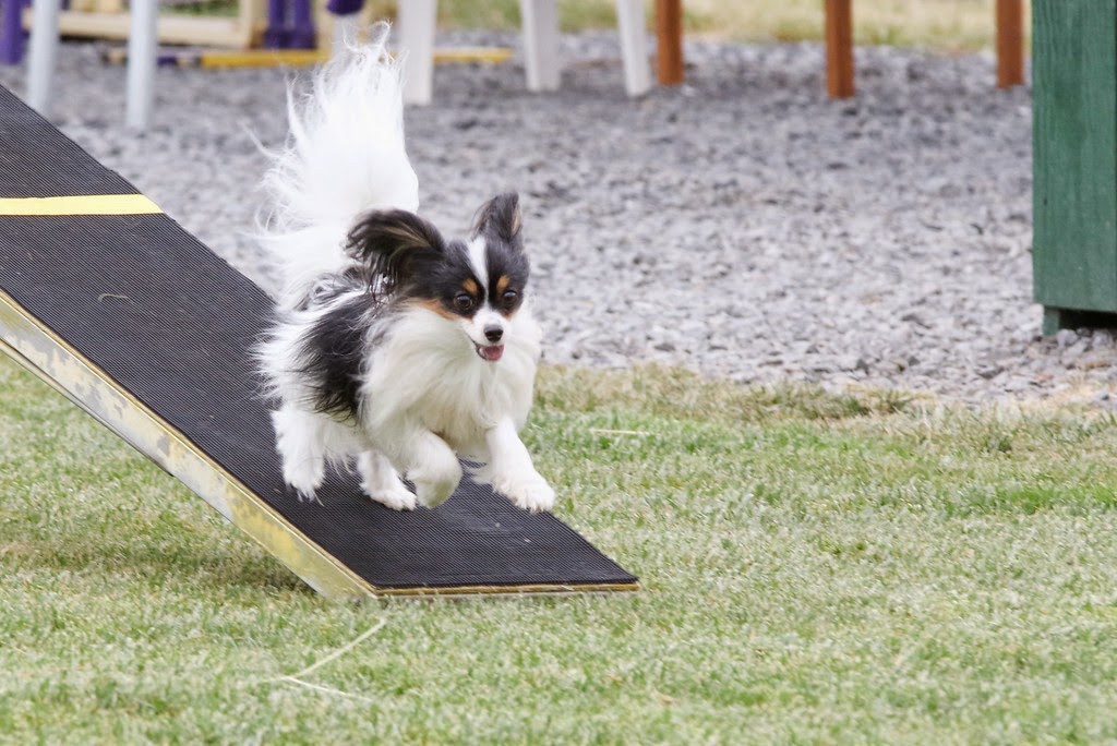 Road's End Papillons Papillons in Agility Performance