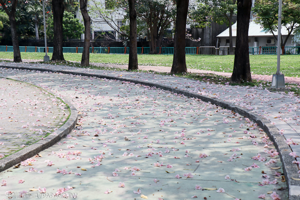 台中東區|大智公園|洋紅風鈴木|滿滿的風鈴木花毯|陽光草坪|運動休閒好去處