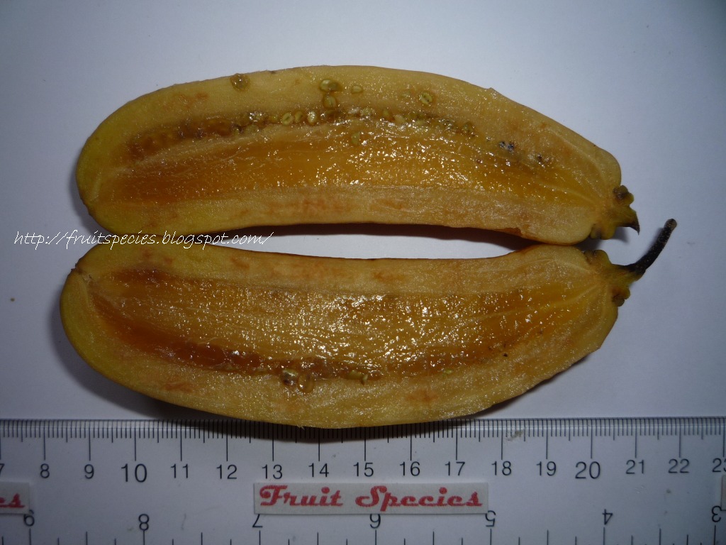 Fruit Species CANDLE TREE