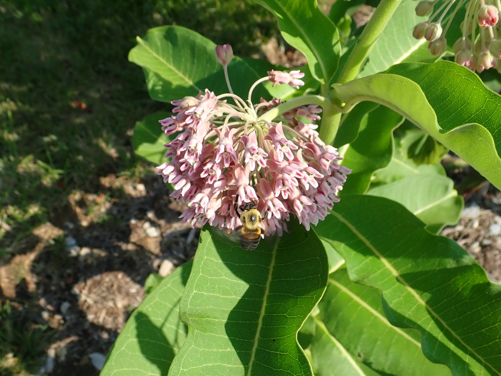Viburnum Lentago Pink Beauty