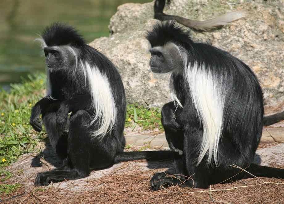 Kamal Shah Black and White Colobus Monkey HD Wallpapers Kamal Shah Black and White Colobus Monkey HD Wallpapers