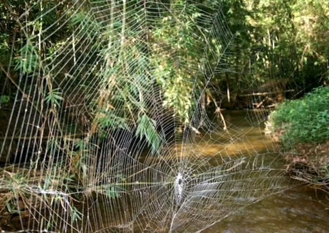 This spider's web is tougher than the KEVLAR!