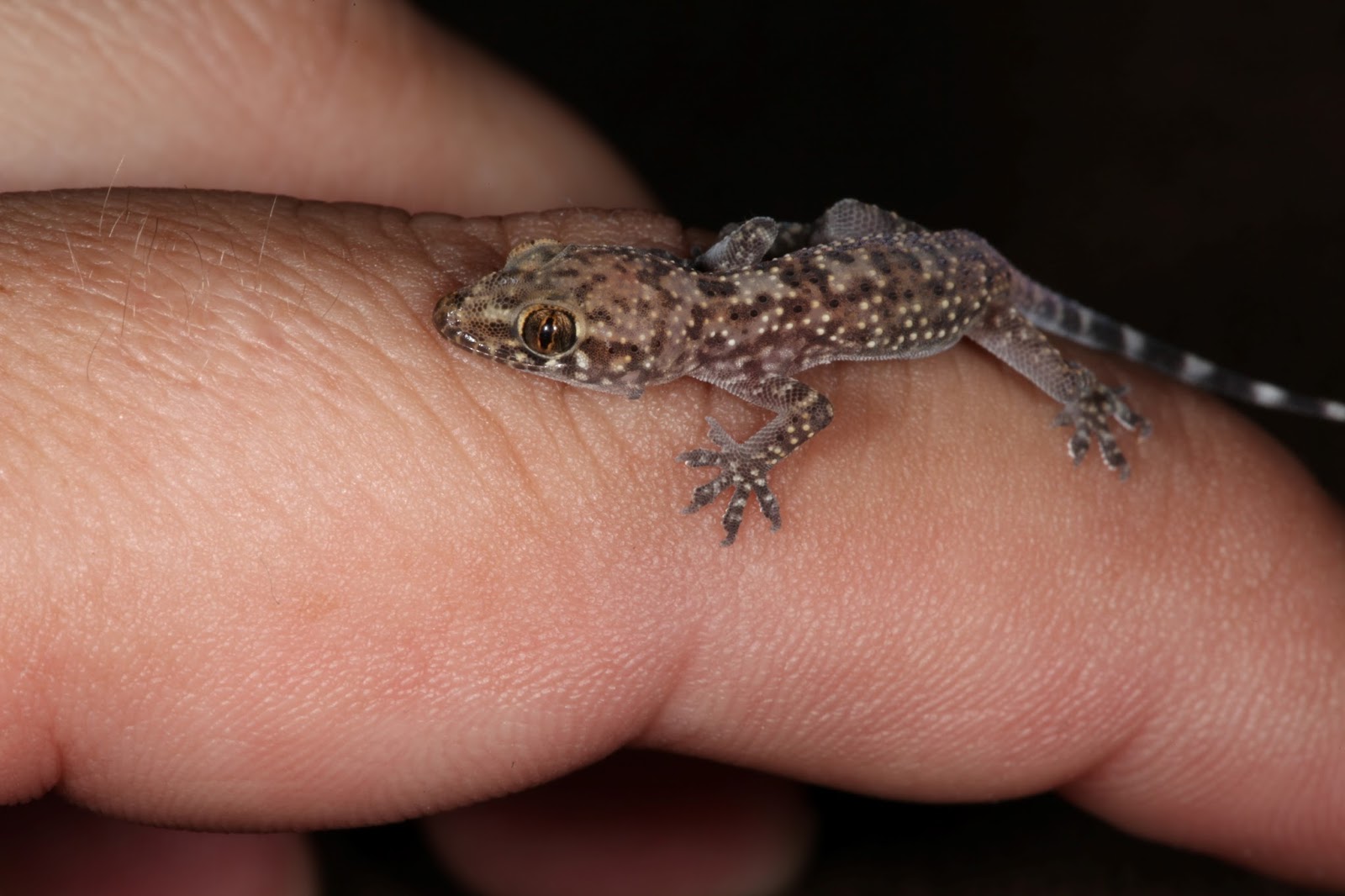 JaredDavidsonPhotography: Baby Mediterranean Gecko