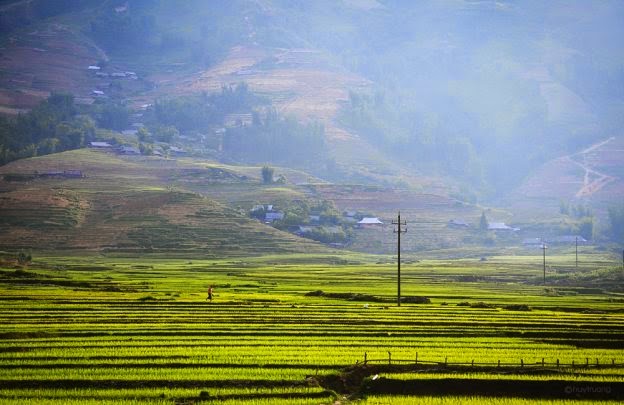 The rice field in north Vietnam ~ About Vietnam
