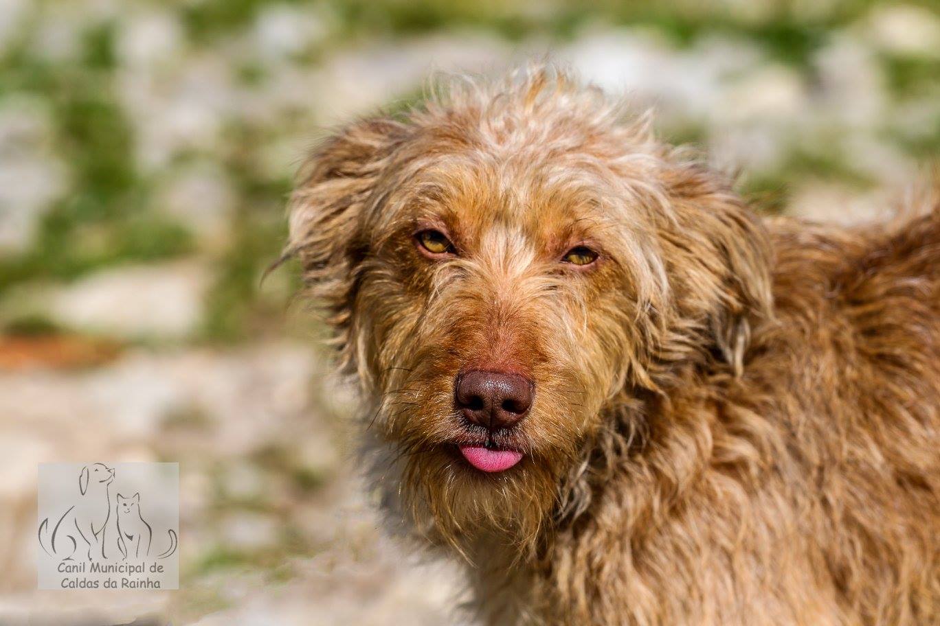 Hunde aus ZentralPortugal adoptieren Oscar