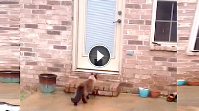 Father Spent 2 Hours Building A Kitty Door, But His Cats Reaction? Hilarious! Father Spent 2 Hours Building A Kitty Door, But His Cats Reaction? Hilarious!