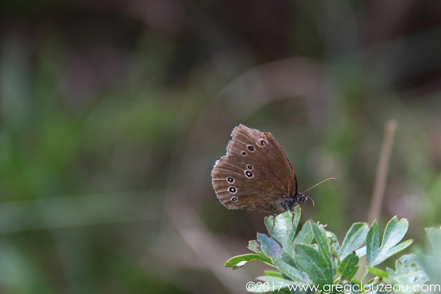 Le Tristan, Aphantopus hyperantus, Fontainebleau Le Tristan, Aphantopus hyperantus, Fontainebleau