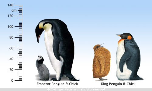 informatica: Emperor Penguin