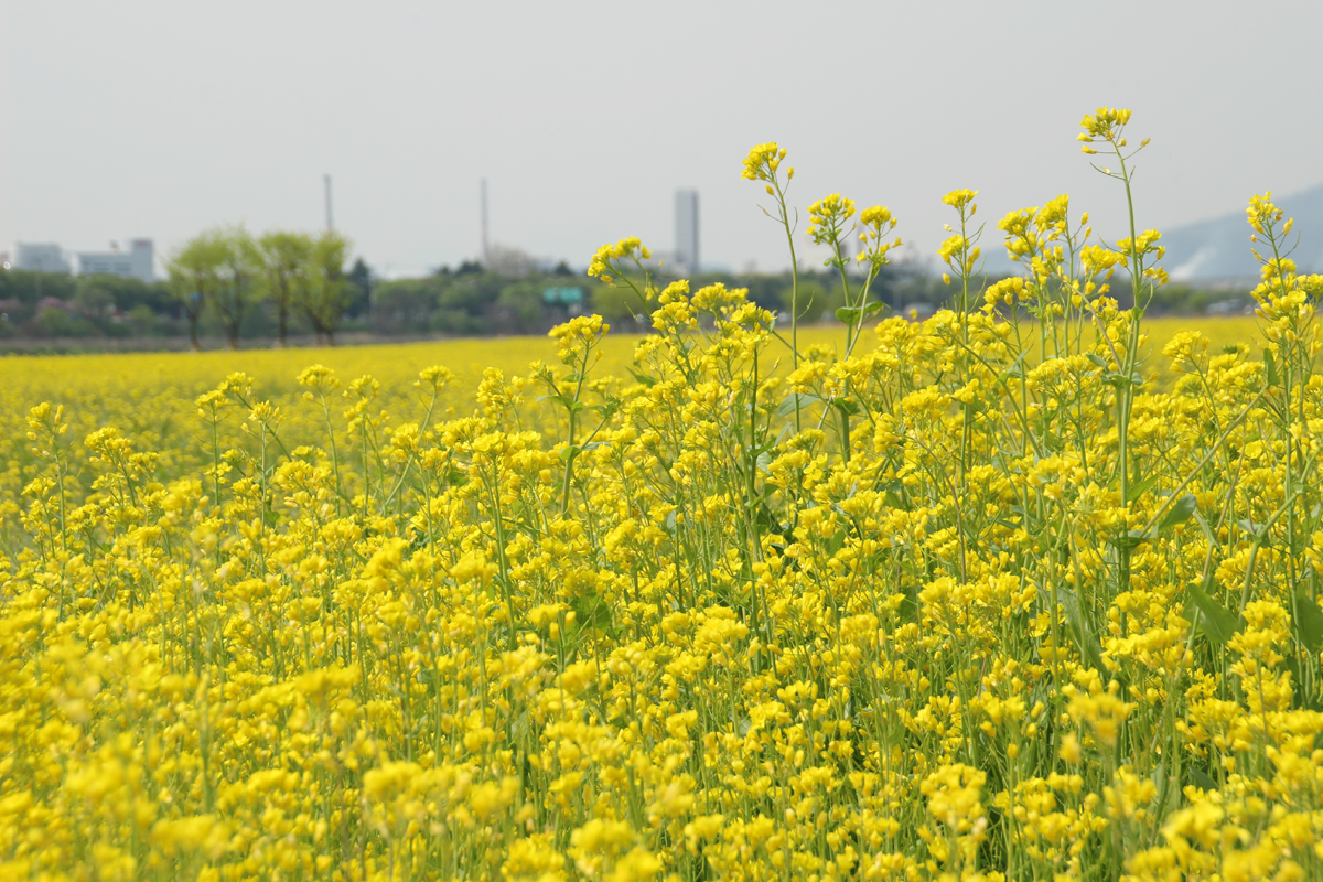Spring Scenery of Yellow Canola Flower Fields in Hajungdo Island of