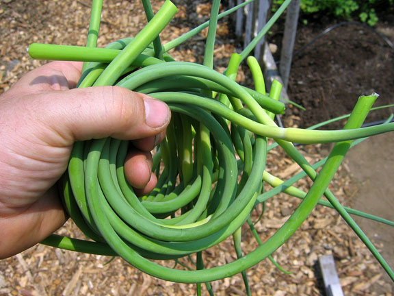 garlic scape, porcelain variety, allium ophioscorodon