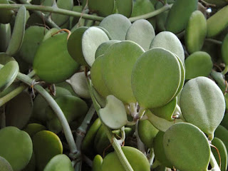 Dollar Plant Dollar Plant