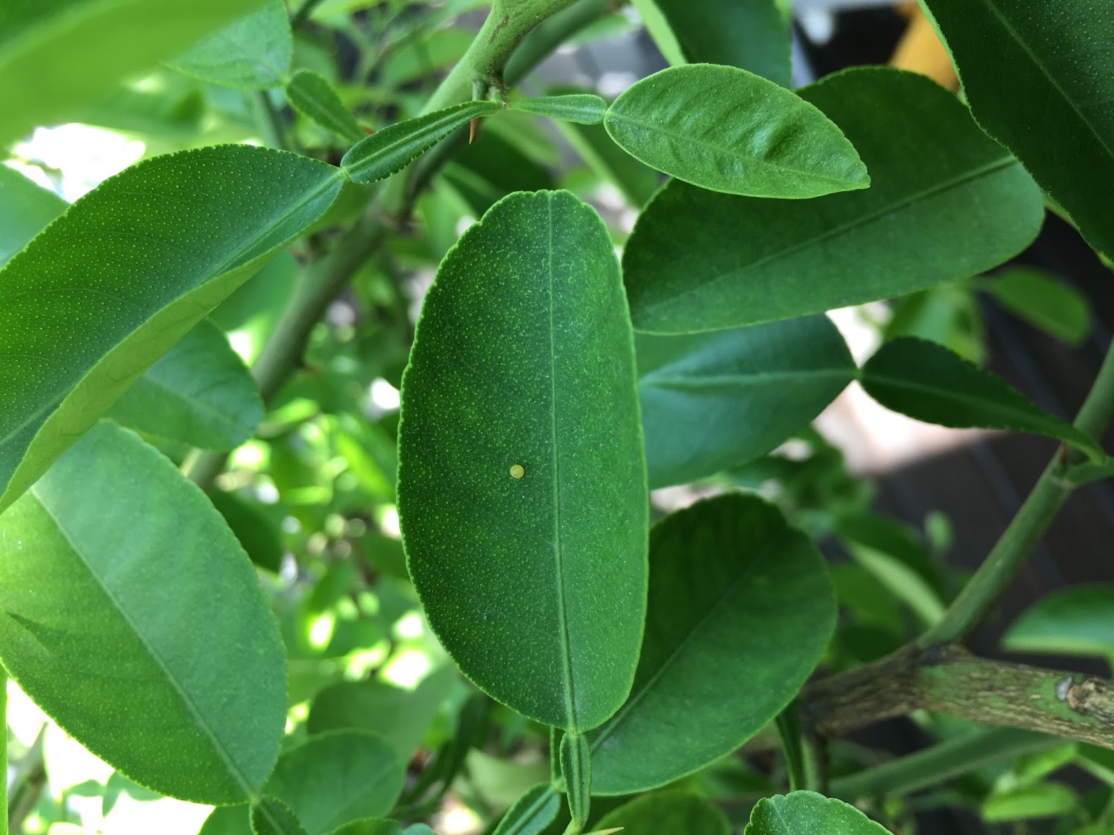 Lime Butterflies EggLarvaeChrysalisButterfly