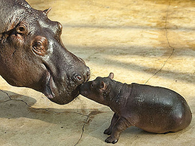 The Wonderful Hippopotamus!