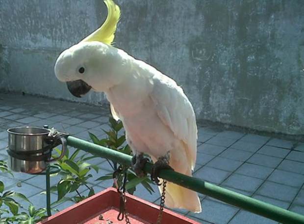 Brurung Paruh Bengkok | Makanan Yang Di Butuhkan Burung Kakatua, Kunggulan Burung Kakaktua, Dan Kelemahan Burung Kakaaktua