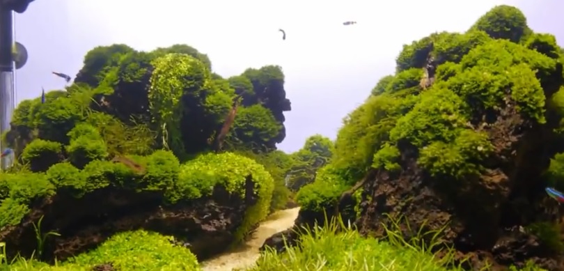 Tanaman Riccardia Moss Aquascape Alam Ikan