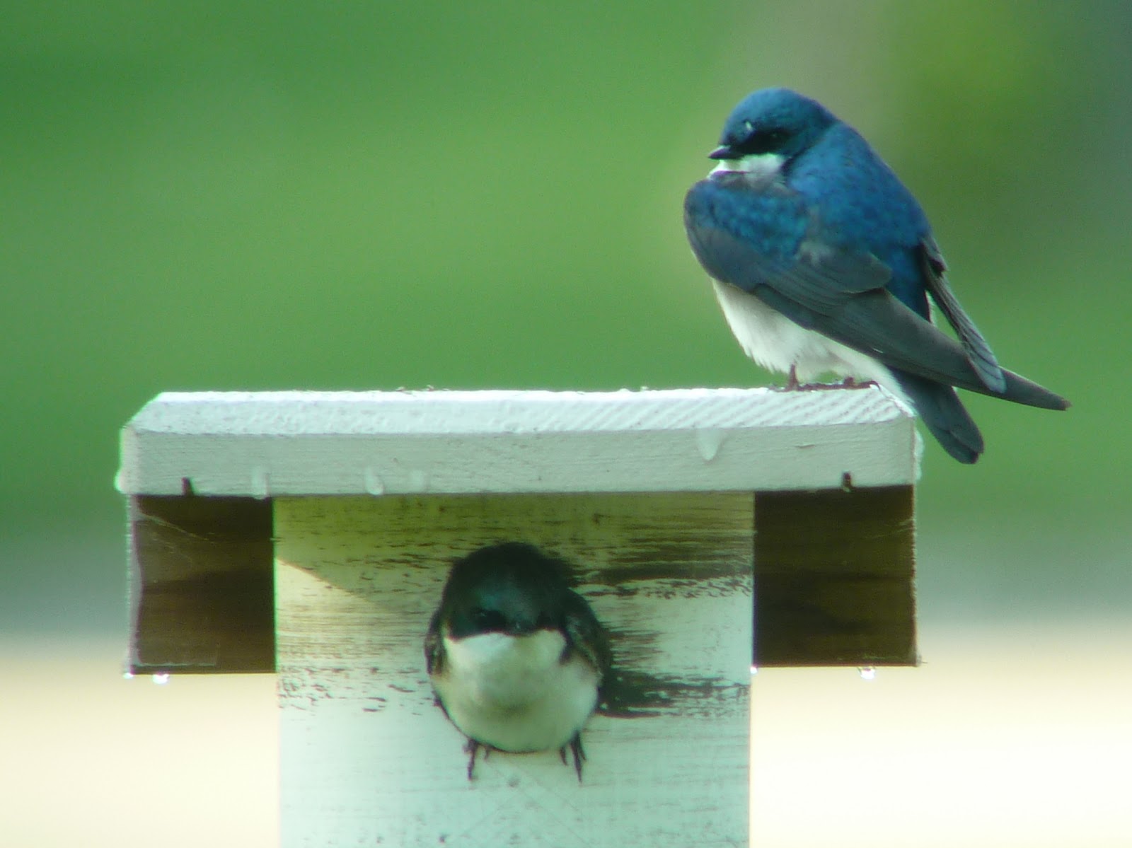 Penelopedia Nature and Garden in Southern Minnesota Bluebird Trail