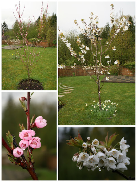 Frost peach and Rainier cherry blossoms