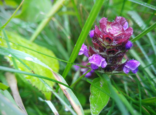 selfheal