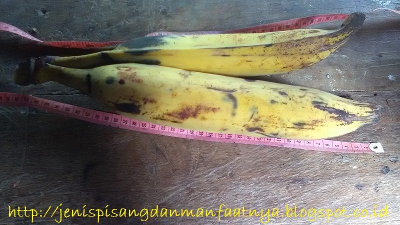Ukuran Panjang Pisang Tanduk Gambar Harga Satu Tandan Pisang Tanduk Dan Ukuran Panjang Pisang Tanduk
