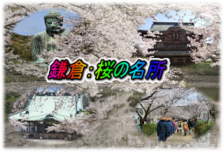 鎌倉：桜の名所