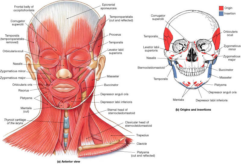 Muscles In Throat 41