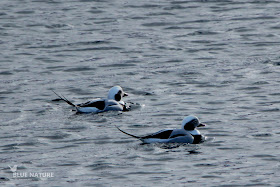 Pato havelda - Long-tailed duck - Clangula hyemalis. Dos machos solitarios. Vimos algunas disputas entre machos, aunque por norma general establecen bandos mixtos en los que se sincronizan para sumergirse.