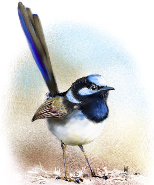 Superb Fairywren bird painting by Artmagenta