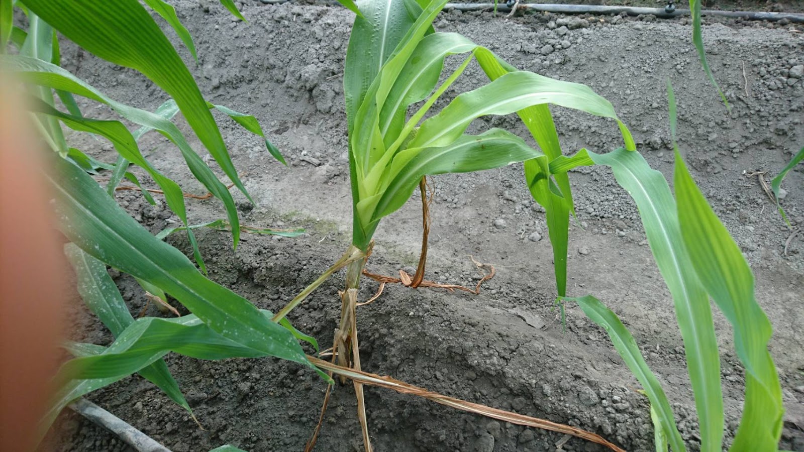 干旱地区玉米的根系有哪些特点，对玉米生长有哪些作用？ —【发财农业网】