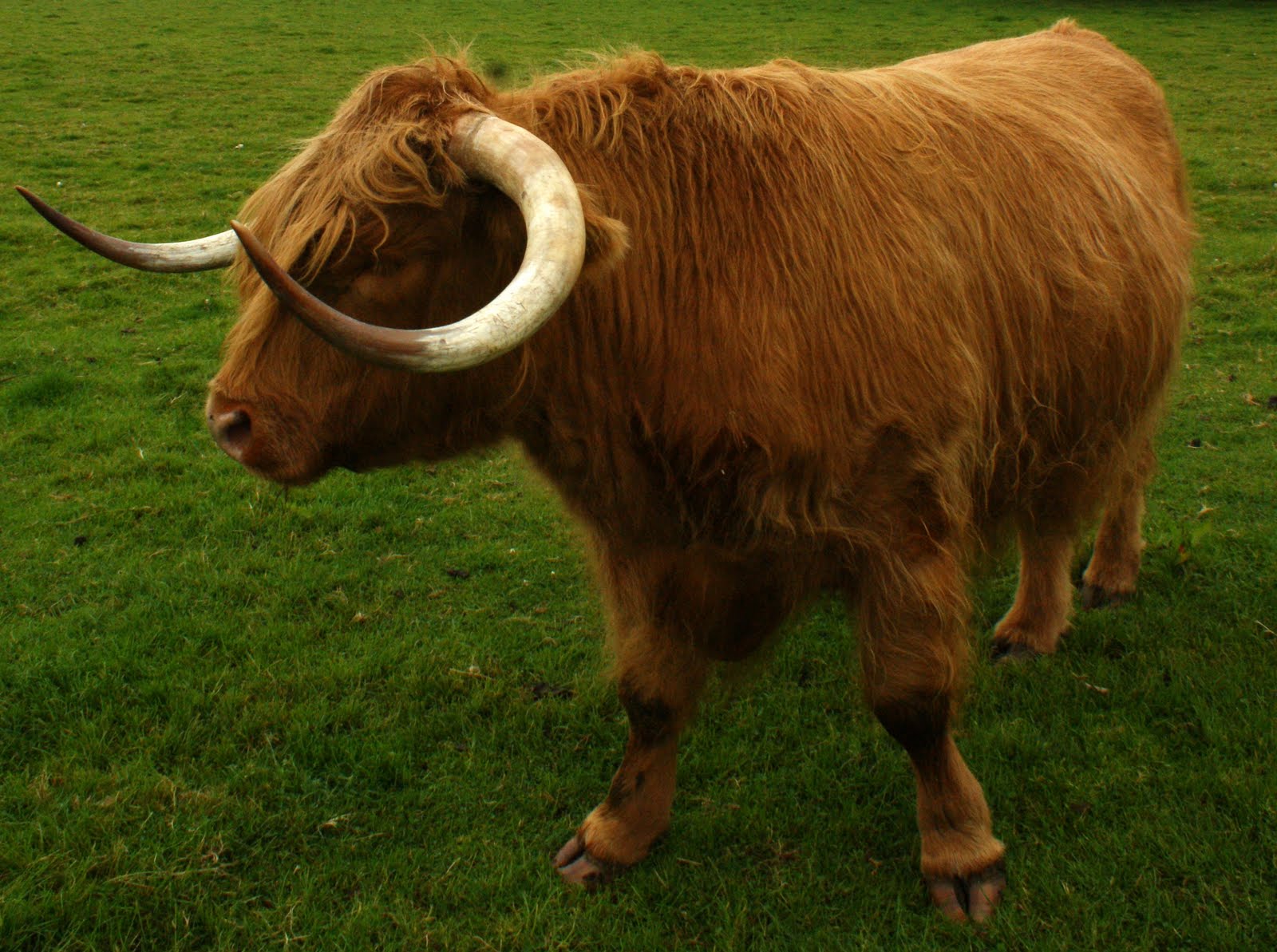 Tour Scotland Tour Scotland Photographs Highland Cow Perthshire
