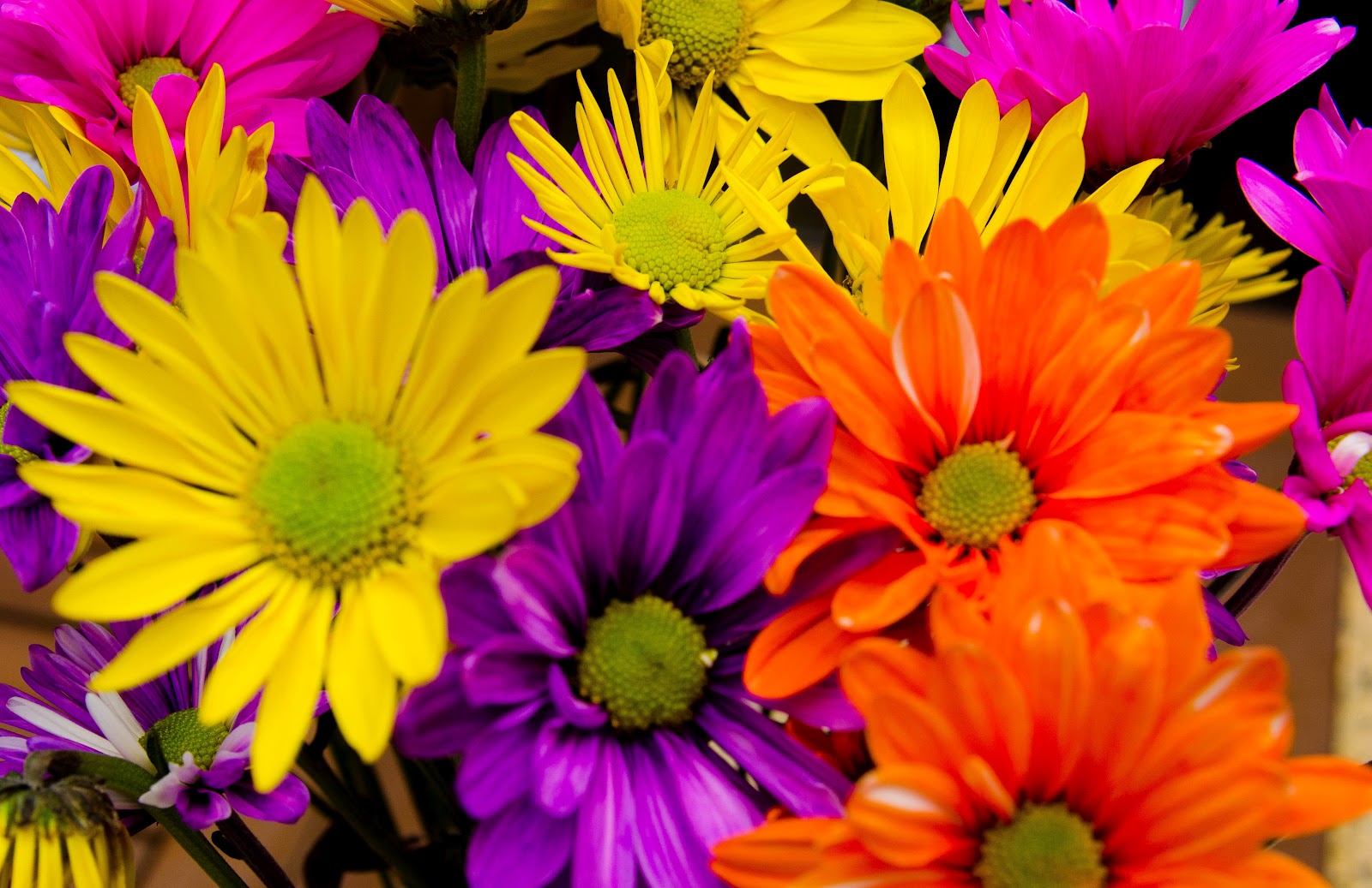 Shot of the Day Colorful Daisies