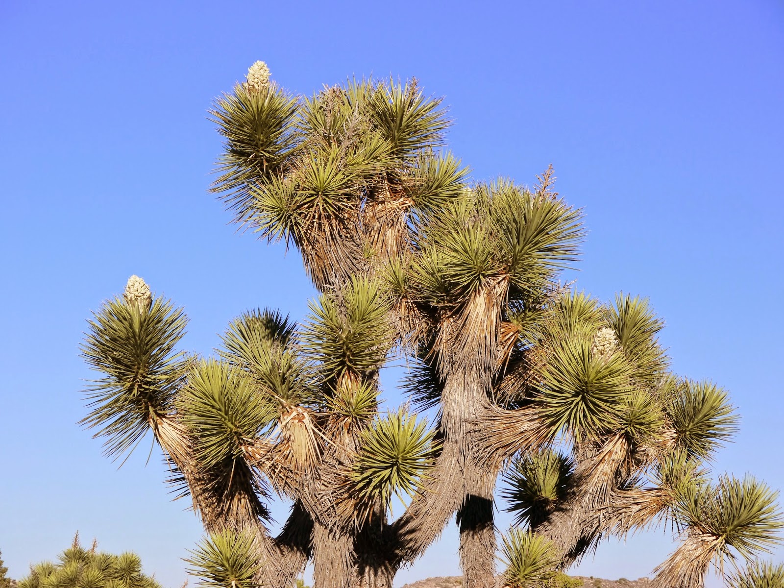 American Travel Journal Joshua Tree National Park Joshua Trees in Bloom