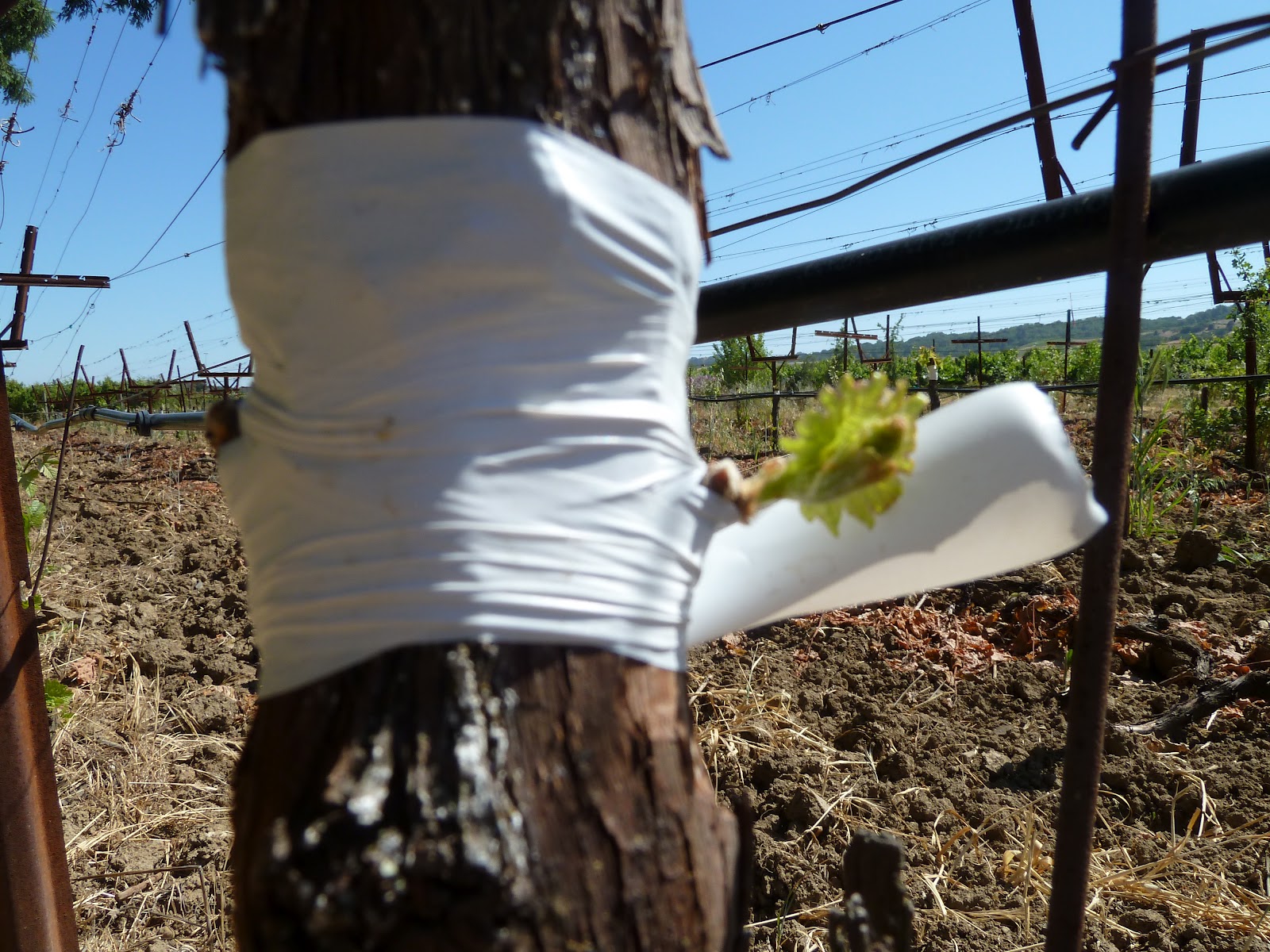 Matthiasson Vineyard Grafting Part 2
