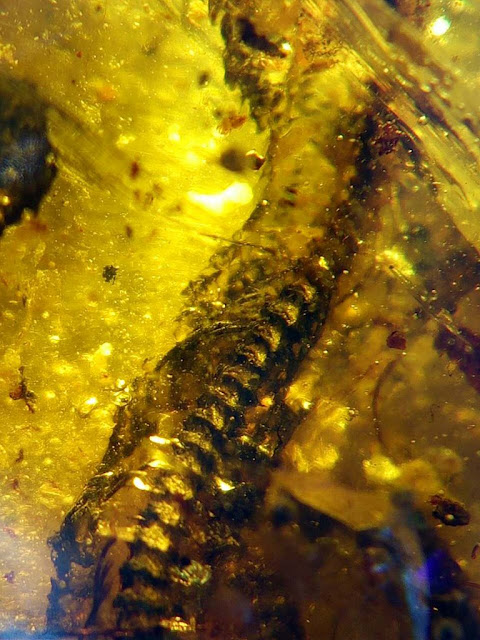 Baby snake preserved in amber is unprecedented find Baby snake preserved in amber is unprecedented find