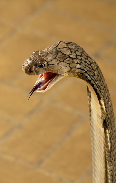 foto: serpiente