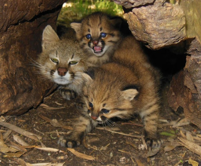 Pampas Cat Pampas Cat