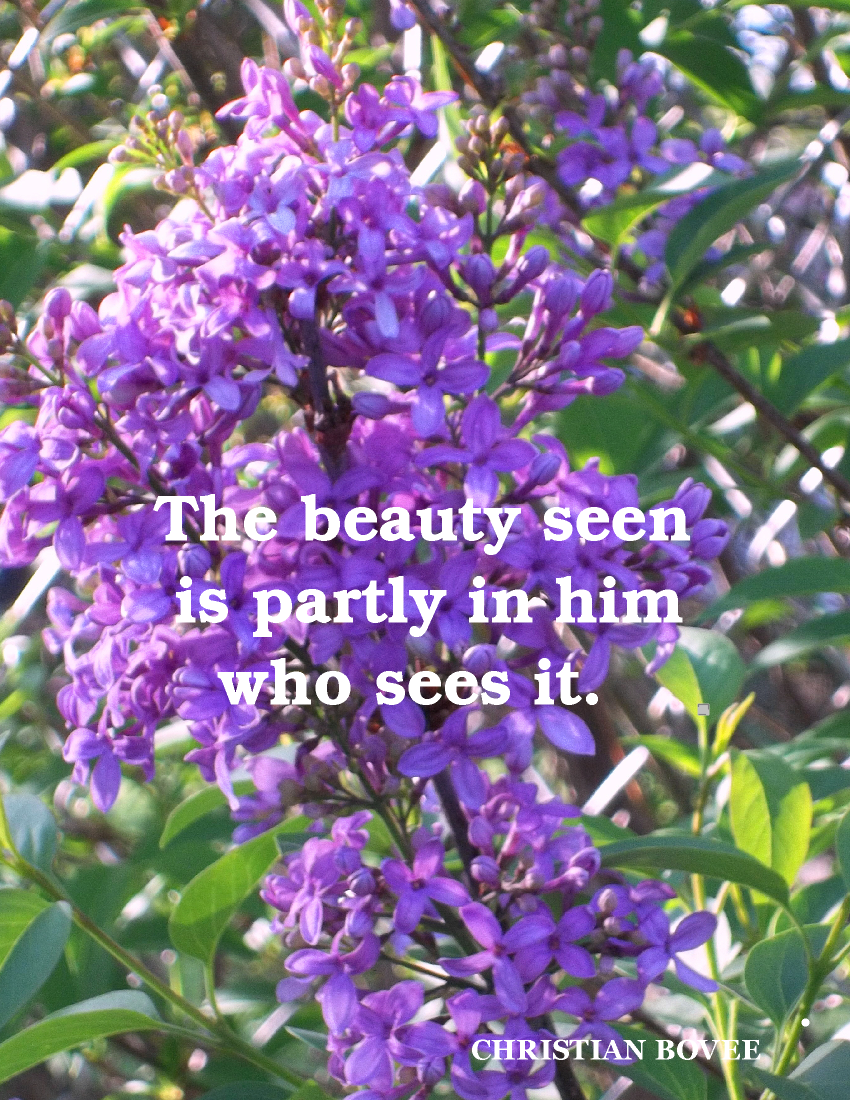 napoleons note's VIOLET THE COLOR, LILACS, LAVENDER, VIOLETS