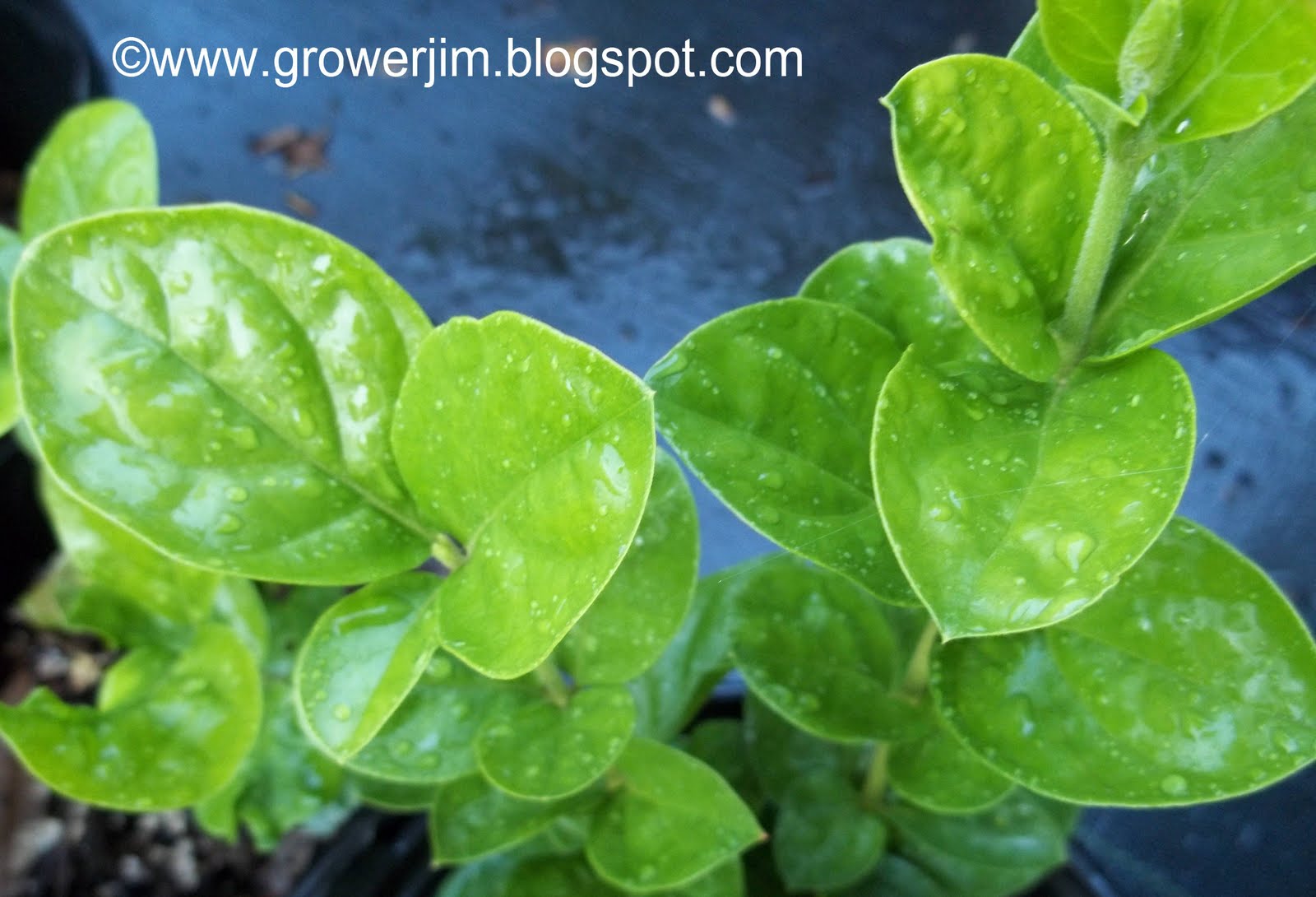 Garden Adventures Jasminum sambac