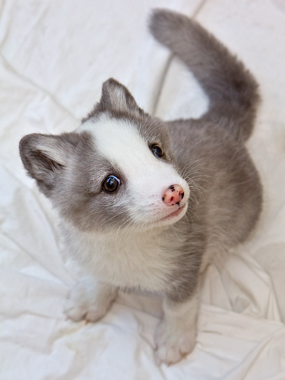 baby arctic fox coloring pages cute - photo #37